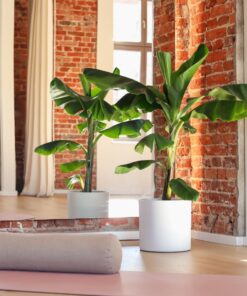 Plants & Mats