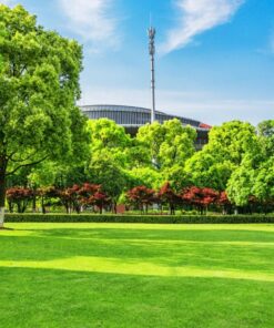 Landscaping Grass